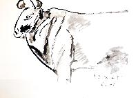 Stier